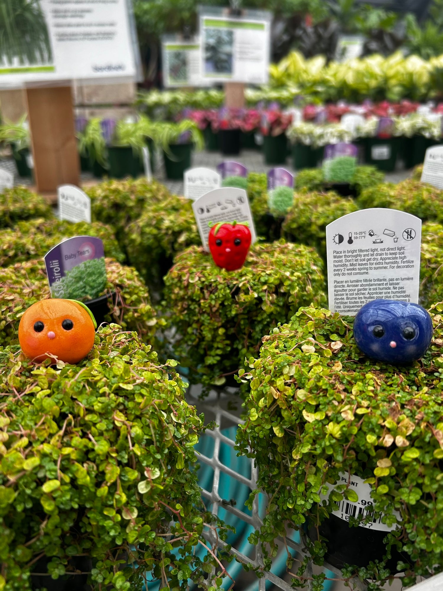 Plant Pals