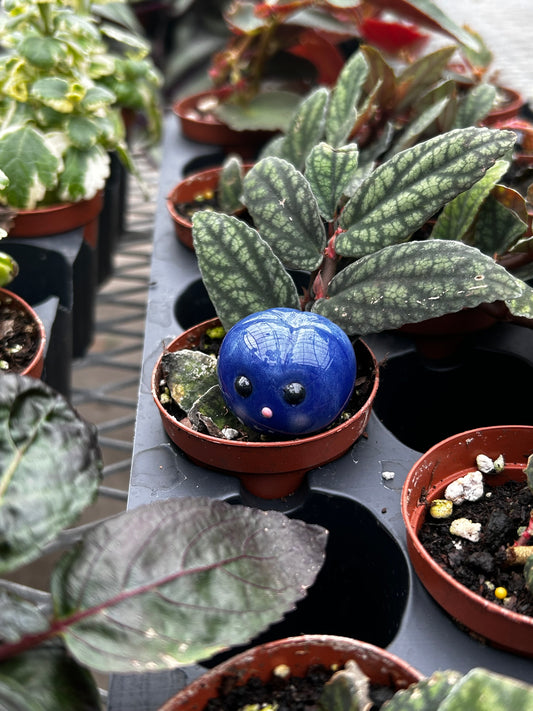 Blueberry Plant Pal